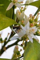 Orange blossom flowers in natural light