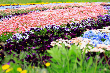 Dywan kwiatowy w parku kwiatów
