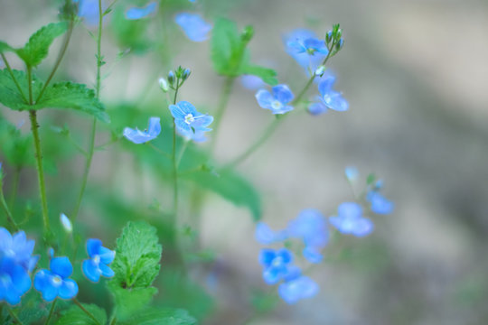 Tiny blue wildflowers floral bokeh. Soft, low shallow focus. Veronica persica - birdeye speedwell, common field-speedwell, persian speedwell, large field speedwell, bird's-eye or winter speedwell.