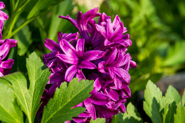 Magenta flowers in the spring light of afternoon