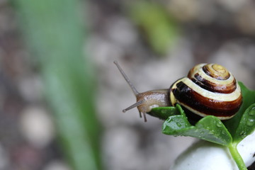 Shell snail on a leaf of a geranium