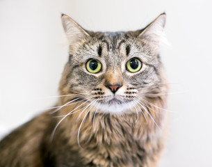 Fototapeta premium A brown tabby domestic medium hair cat with dilated pupils