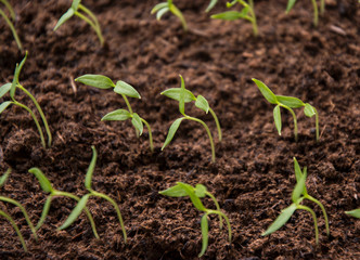 Young green sprouts sprouted from the seeds of vegetables.