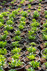 tiny green seedlings in a nursery in a greenhouse in the spring