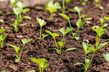 tiny green seedlings of parsley in a nursery in a greenhouse in the spring