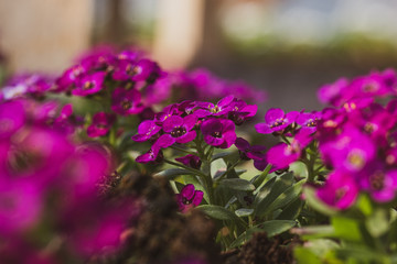 small lobularia seedling  in a nursery in a greenhouse in the spring