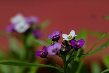 Violet lobularia maritima flowers in natural light