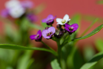 Violet lobularia maritima flowers in natural light