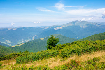 Fototapeta na wymiar forest on the hillside. view in to the valley. green nature scenery concept. beautiful mountain landscape in summer. blue sky with some clouds in the morning above the distant ridge