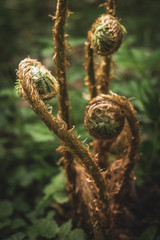 twisted poisonous plant in nature - obrazy, fototapety, plakaty