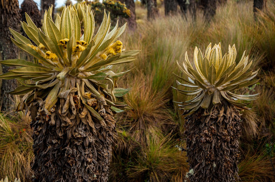 Espeletia Plants Growing On Field