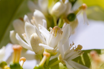 Fototapeta premium Orange blossom flowers in natural light