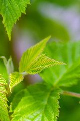 Green leaves of a raspberry plant in natural light