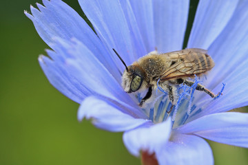 bee on flower