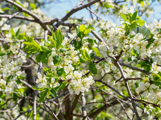 Pear tree branches with flowers.