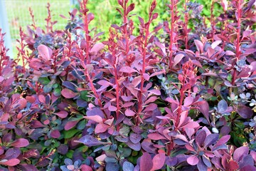 Młode pędy berberysa © merko