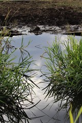 water hole with green gras on the side © Luise123