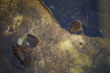 Wild Spanish Frogs in Pond