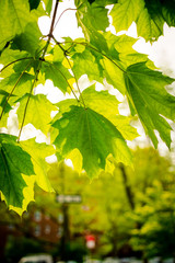 Close-Up of Green Leaves