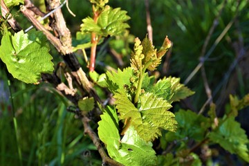 Młode pędy winogrona © merko