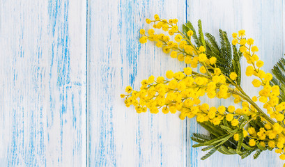 Mimosa flower on a blue wooden background. Spring, Easter, Mother's Day, March 8. Top view, flat lay. Copy space.