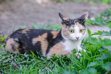 Naklejka na ściany i meble Tricolor cat lying in the grass