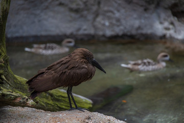 Brown bird sitting near water's edge