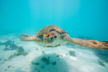 Naklejka premium turtle swims in the clear ocean water