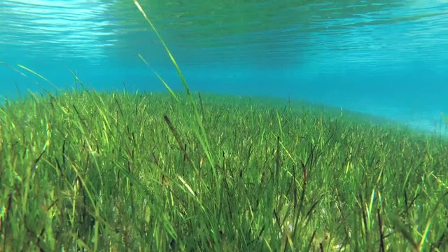 Seabed covered with dense growths of green sea grass Zostera which reflects off the surface in shallow water. Underwater background