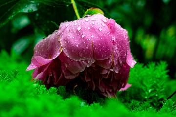 Beautiful peony flower lies on the grass.
Rainy day, peony flower fell on the green grass from the...