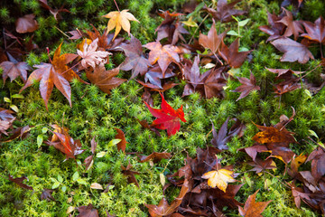Red Japanese Maple Falling Leaves with Moss in Japan