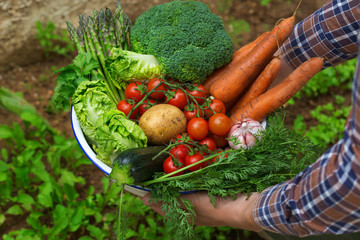 Assortment or farmer market bio organic ripe vegetables in hands