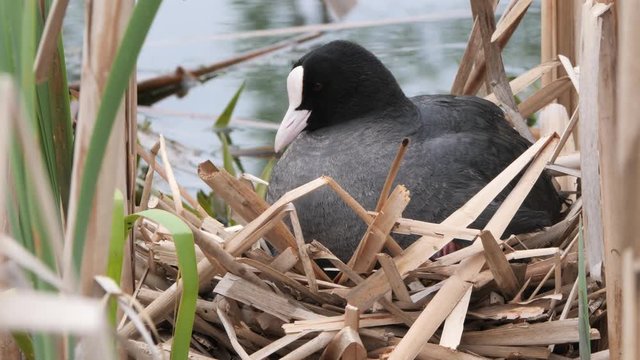 black water chicken on a nest with chicks 2020 coot