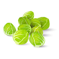 Several heads of fresh Brussels sprouts isolated on a white background. Vector illustration.