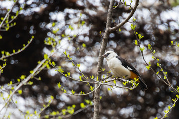 White headed buffalo weaver bird