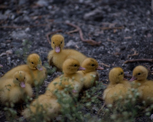 crias de un pato, patitas amarillos
