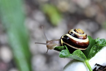 Shell snail on a leaf of a geranium