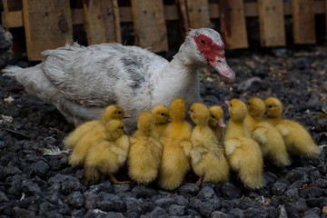 una madre pato, con sus crías 