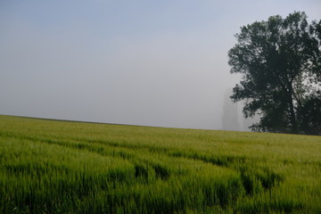 Fototapeta na wymiar Landscape with wheel tracks in the grass. In the background trees and mist