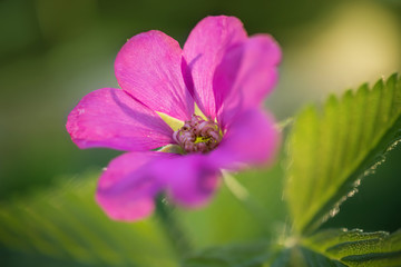 A small pink flower grows in a forest. Detailed macro photo. The concept of spring, summer, wildflowers.
