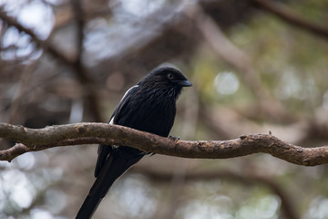 Black bird on a branch