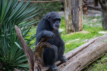 Chimpanzee sitting on log
