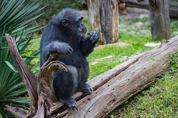 Chimpanzee sitting on log