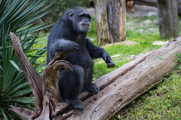 Naklejka premium Chimpanzee sitting on log