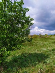 A green tree in the steppe under a blue sky with large clouds