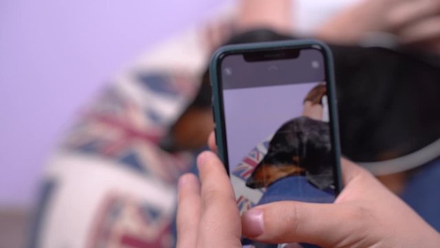 Freelancer man with smartphone takes vertical portrait photo using zoom in of adorable sleeping dachshund dog lying on owners lap to create content for pet blog, close up, blurred background.
