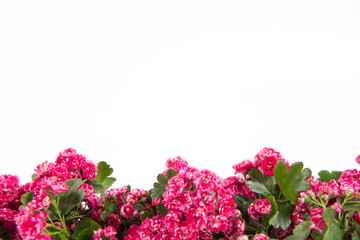 Midland hawthorn (Crataegus laevigata) branch with blossoms on a white background with text space	
