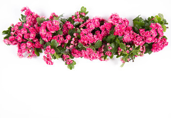 Midland hawthorn (Crataegus laevigata) branch with blossoms on a white background with text space