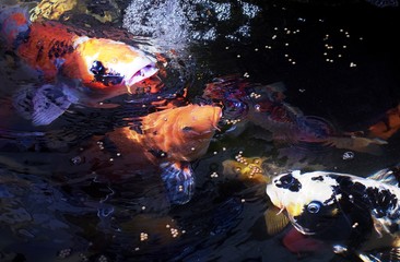 close up carp koi fish eating in pond 