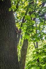Red squirrel, holding on to the bark of a tree